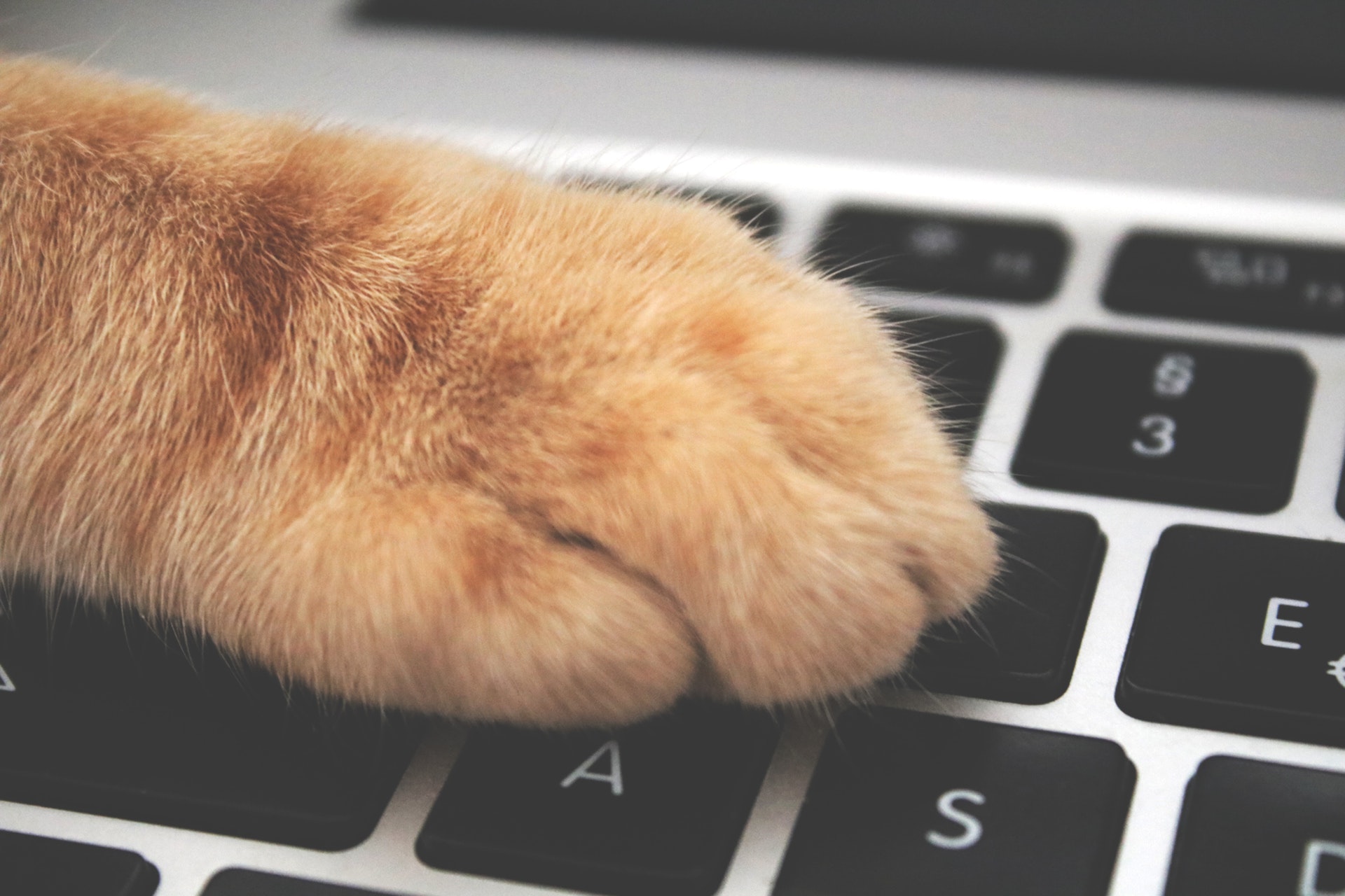 keyboard with cat hand